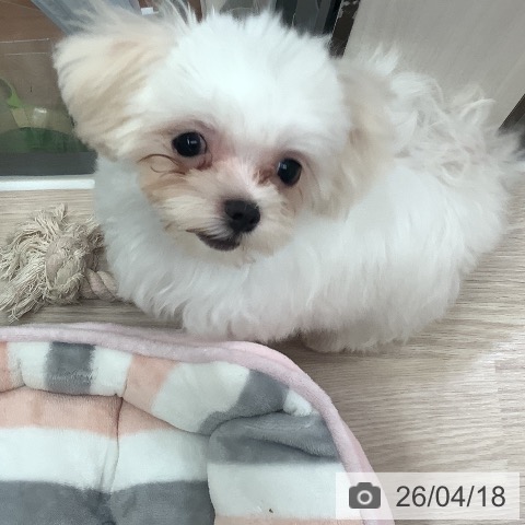 マルチーズの写真