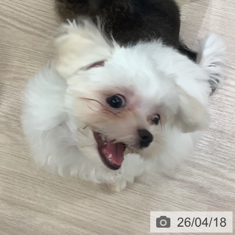 マルチーズの写真