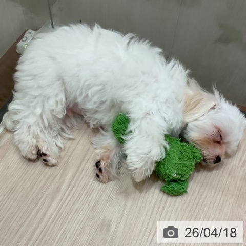 マルチーズの写真