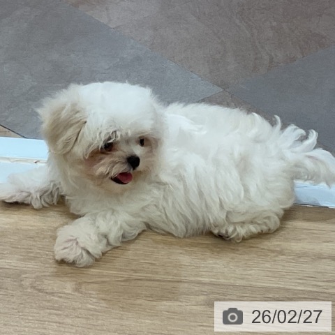 マルチーズの写真