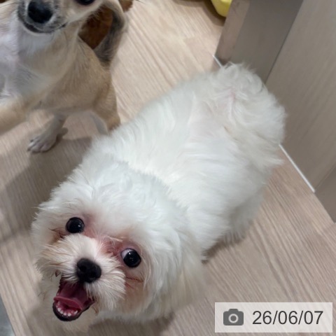 マルチーズの写真