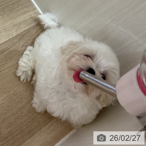 マルチーズの写真