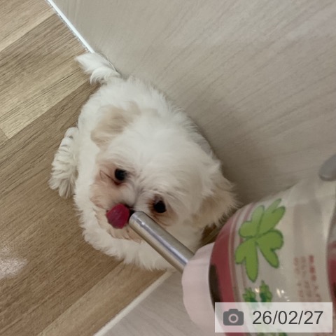 マルチーズの写真