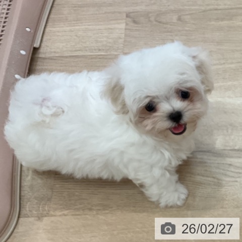 マルチーズの写真