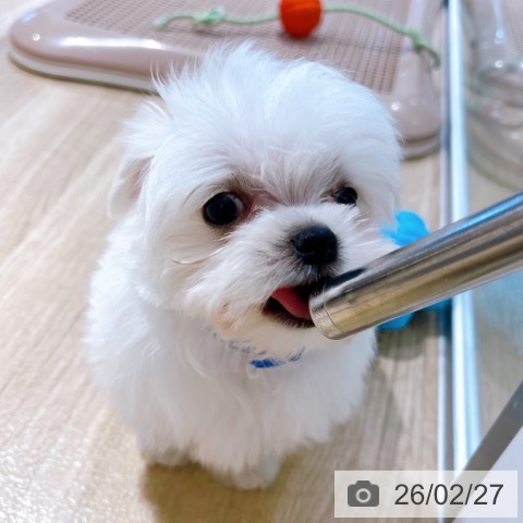 大阪府のマルチーズ (ペットプラス イオン大日店/2025年12月24日生まれ/男の子/ホワイト)の子犬の4枚目の画像