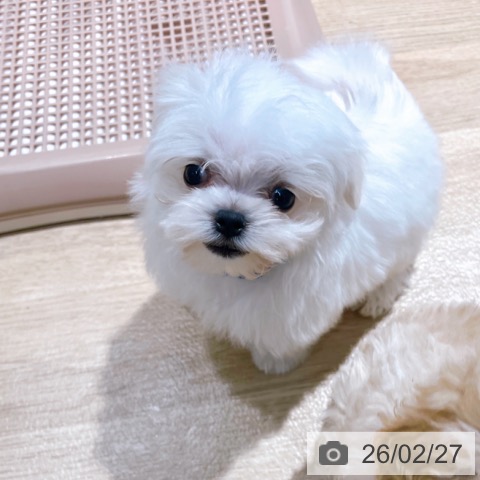 大阪府のマルチーズ (ペットプラス イオン大日店/2025年12月24日生まれ/男の子/ホワイト)の子犬の3枚目の画像