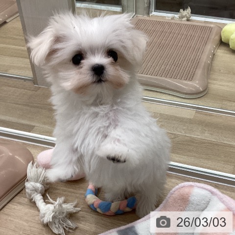 マルチーズの写真