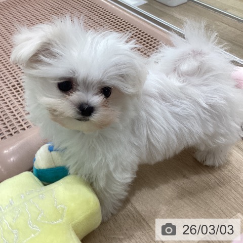 マルチーズの写真
