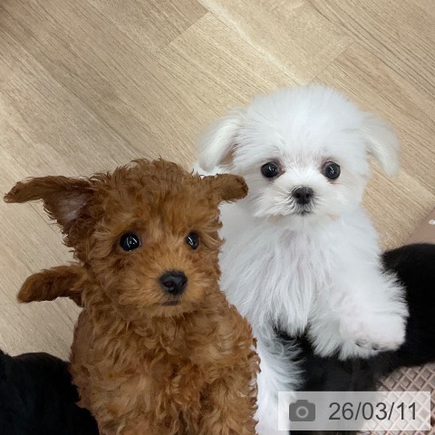 大阪府のマルチーズ (ペットプラス りんくう泉南店/2025年12月10日生まれ/男の子/ホワイト)の子犬の3枚目の画像