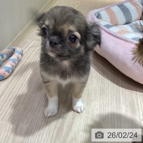 岡山県のチワワ(ロング) (ペットプラス 岡山店/2025年12月20日生まれ/男の子/フォーンホワイト)の子犬の4枚目の画像