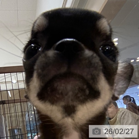 徳島県のチワワ(ロング) (ペットプラス 徳島店/2025年12月20日生まれ/女の子/ブラックタンホワイト)の子犬の4枚目の画像