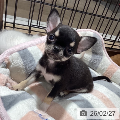 徳島県のチワワ(ロング) (ペットプラス 徳島店/2025年12月20日生まれ/女の子/ブラックタンホワイト)の子犬の3枚目の画像