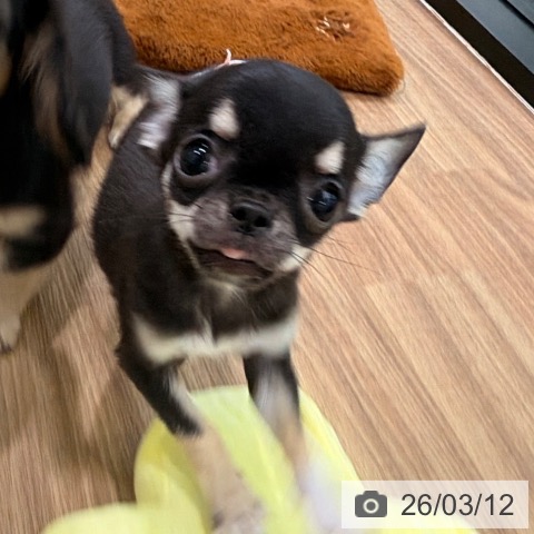 岡山県のチワワ(ロング) (ペッツワン 岡山南店/2025年12月20日生まれ/女の子/ブラックタンホワイト)の子犬の3枚目の画像