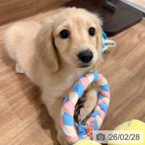 岡山県のミニチュアダックスフンド(ロング) (ペッツワン 岡山南店/2025年12月24日生まれ/女の子/イエロー)の子犬の4枚目の画像