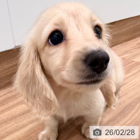 岡山県のミニチュアダックスフンド(ロング) (ペッツワン 岡山南店/2025年12月24日生まれ/女の子/イエロー)の子犬の3枚目の画像