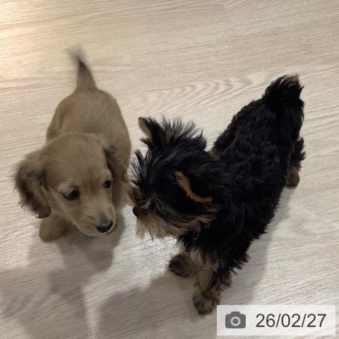 岡山県のミニチュアダックスフンド(ロング) (ペットプラス 岡山店/2025年12月24日生まれ/男の子/シェーデットイエロー)の子犬の4枚目の画像