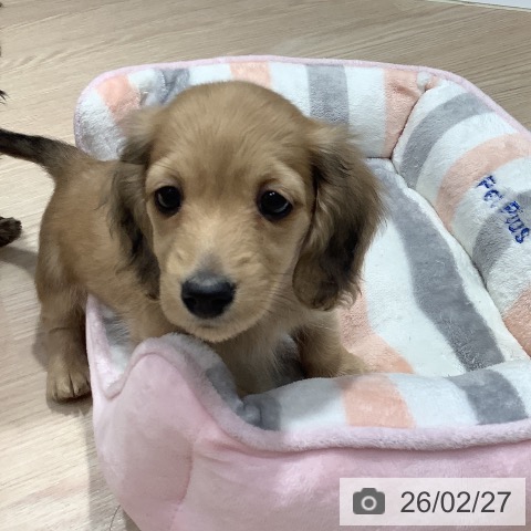 岡山県のミニチュアダックスフンド(ロング) (ペットプラス 岡山店/2025年12月24日生まれ/男の子/シェーデットイエロー)の子犬の3枚目の画像