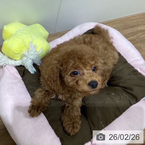 鳥取県のトイプードル(トイ) (ペッツワン 日吉津店/2025年12月24日生まれ/男の子/レッド)の子犬の4枚目の画像