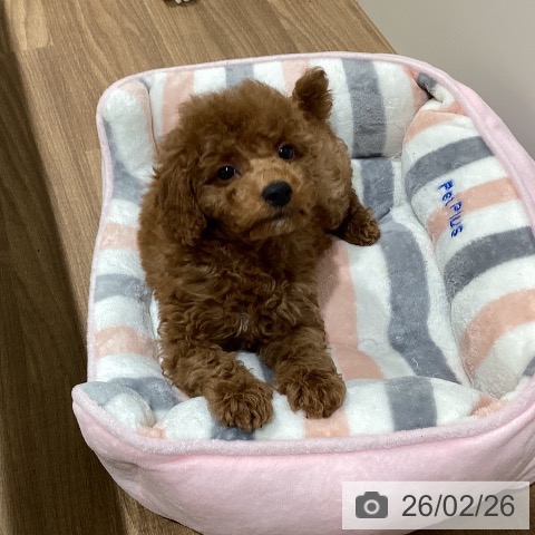 鳥取県のトイプードル(トイ) (ペッツワン 日吉津店/2025年12月24日生まれ/男の子/レッド)の子犬の3枚目の画像