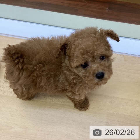 トイ・プードルの写真