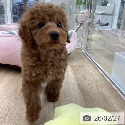 愛媛県のトイプードル(トイ) (ペットプラス 新居浜店/2025年12月24日生まれ/女の子/レッド)の子犬の4枚目の画像