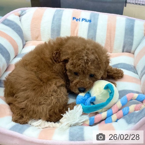 愛媛県のトイプードル(トイ) (ペットプラス 新居浜店/2025年12月24日生まれ/女の子/レッド)の子犬の3枚目の画像