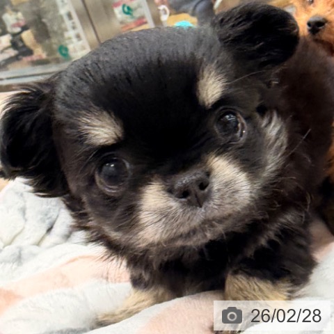 群馬県のチワワ(ロング) (ペットプラス イオンモール太田店/2025年12月24日生まれ/女の子/ブラッククリーム)の子犬の4枚目の画像