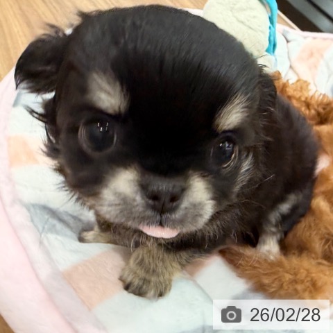 群馬県のチワワ(ロング) (ペットプラス イオンモール太田店/2025年12月24日生まれ/女の子/ブラッククリーム)の子犬の3枚目の画像