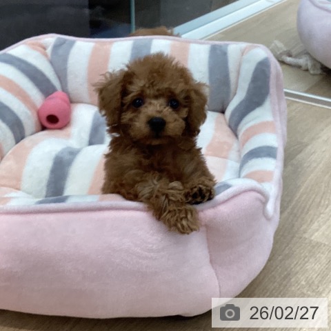 愛媛県のトイプードル(トイ) (ペットプラス 新居浜店/2025年12月24日生まれ/男の子/レッド)の子犬の4枚目の画像