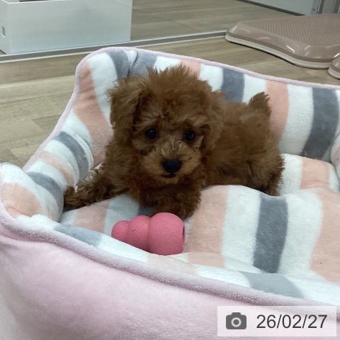 愛媛県のトイプードル(トイ) (ペットプラス 新居浜店/2025年12月24日生まれ/男の子/レッド)の子犬の3枚目の画像