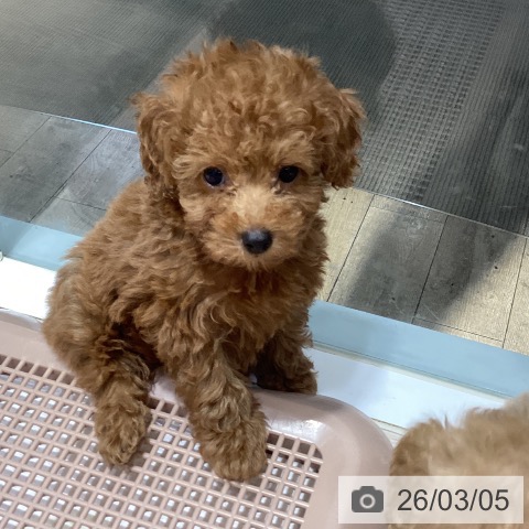 岡山県のトイプードル(トイ) (ペットプラス 岡山店/2025年12月24日生まれ/女の子/レッド)の子犬の4枚目の画像