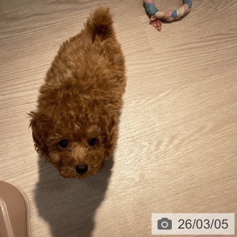 岡山県のトイプードル(トイ) (ペットプラス 岡山店/2025年12月24日生まれ/女の子/レッド)の子犬の3枚目の画像