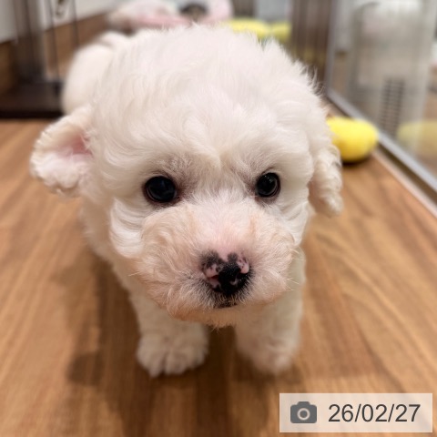 岡山県のビションフリーゼ (ペッツワン 岡山南店/2025年12月20日生まれ/男の子/ホワイト)の子犬の4枚目の画像