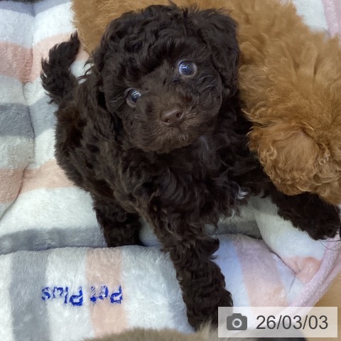 愛媛県のトイプードル(トイ) (ペットプラス 新居浜店/2025年12月24日生まれ/男の子/ブラウン)の子犬の4枚目の画像