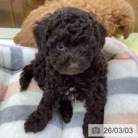 愛媛県のトイプードル(トイ) (ペットプラス 新居浜店/2025年12月24日生まれ/男の子/ブラウン)の子犬の3枚目の画像