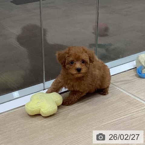 徳島県のトイプードル(トイ) (ペットプラス 徳島店/2025年12月24日生まれ/男の子/レッド)の子犬の4枚目の画像