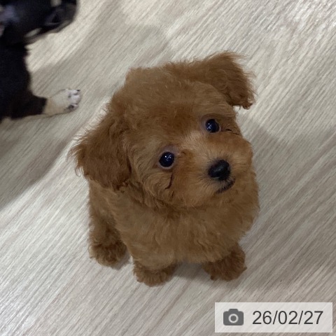 徳島県のトイプードル(トイ) (ペットプラス 徳島店/2025年12月24日生まれ/男の子/レッド)の子犬の3枚目の画像