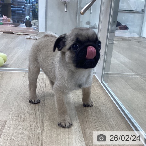 愛媛県のパグ (ペットプラス 新居浜店/2025年12月6日生まれ/男の子/フォーン)の子犬の4枚目の画像