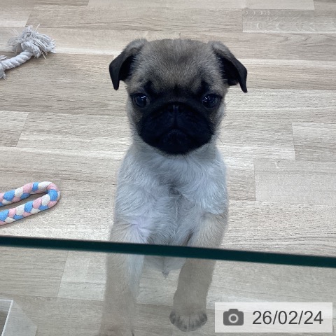 愛媛県のパグ (ペットプラス 新居浜店/2025年12月6日生まれ/男の子/フォーン)の子犬の3枚目の画像