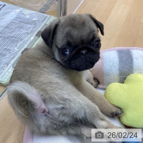 香川県のパグ (ペットプラス 綾川店/2025年12月6日生まれ/男の子/フォーン)の子犬の3枚目の画像
