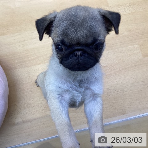 香川県のパグ (ペットプラス 綾川店/2025年12月6日生まれ/男の子/フォーン)の子犬の4枚目の画像