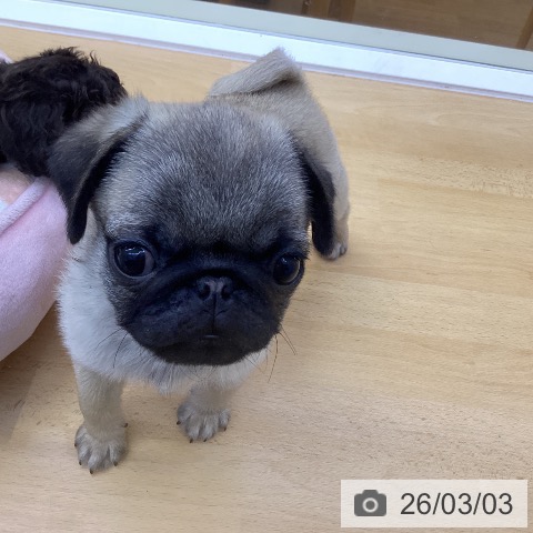 香川県のパグ (ペットプラス 綾川店/2025年12月6日生まれ/男の子/フォーン)の子犬の3枚目の画像