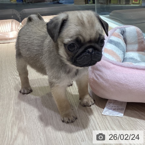 岡山県のパグ (ペットプラス 岡山店/2025年12月6日生まれ/男の子/フォーン)の子犬の3枚目の画像