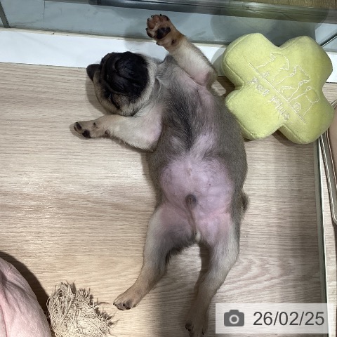 岡山県のパグ (ペットプラス 岡山店/2025年12月6日生まれ/男の子/フォーン)の子犬の3枚目の画像