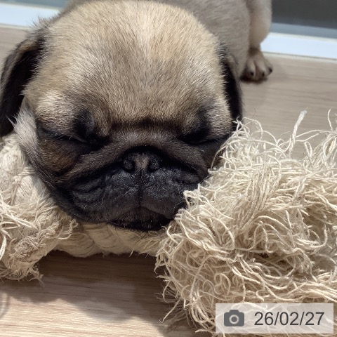 岡山県のパグ (ペットプラス 岡山店/2025年12月6日生まれ/男の子/フォーン)の子犬の3枚目の画像