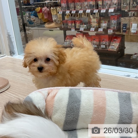 大阪府のトイプードル(トイ) (ペットプラス ららぽーと和泉店/2025年12月18日生まれ/女の子/アプリコット)の子犬の4枚目の画像