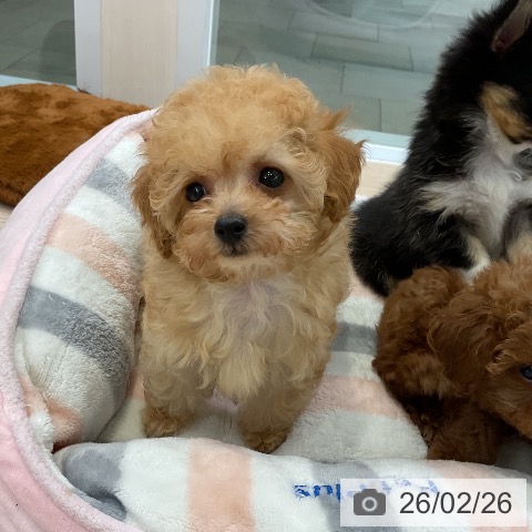 大阪府のトイプードル(トイ) (ペットプラス ららぽーと和泉店/2025年12月18日生まれ/女の子/アプリコット)の子犬の3枚目の画像