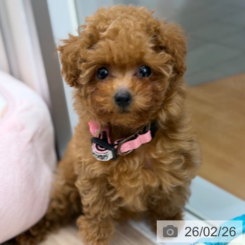 トイ・プードルの写真