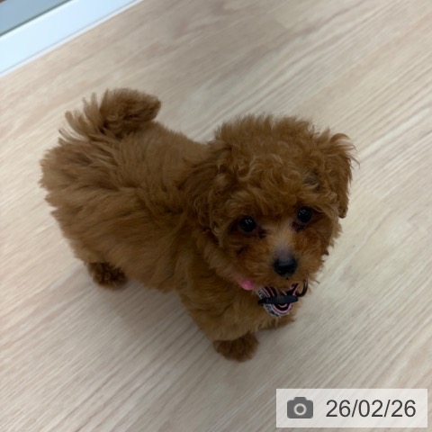 トイ・プードルの写真