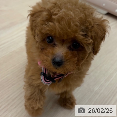 トイ・プードルの写真